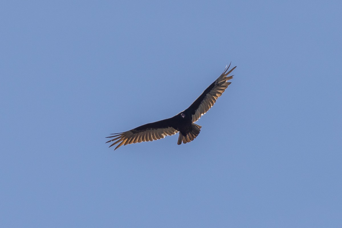 Turkey Vulture - ML617274989