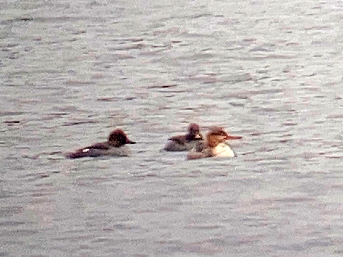 Red-breasted Merganser - ML617274990