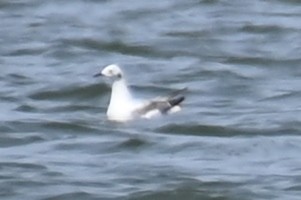 Bonaparte's Gull - ML617275004