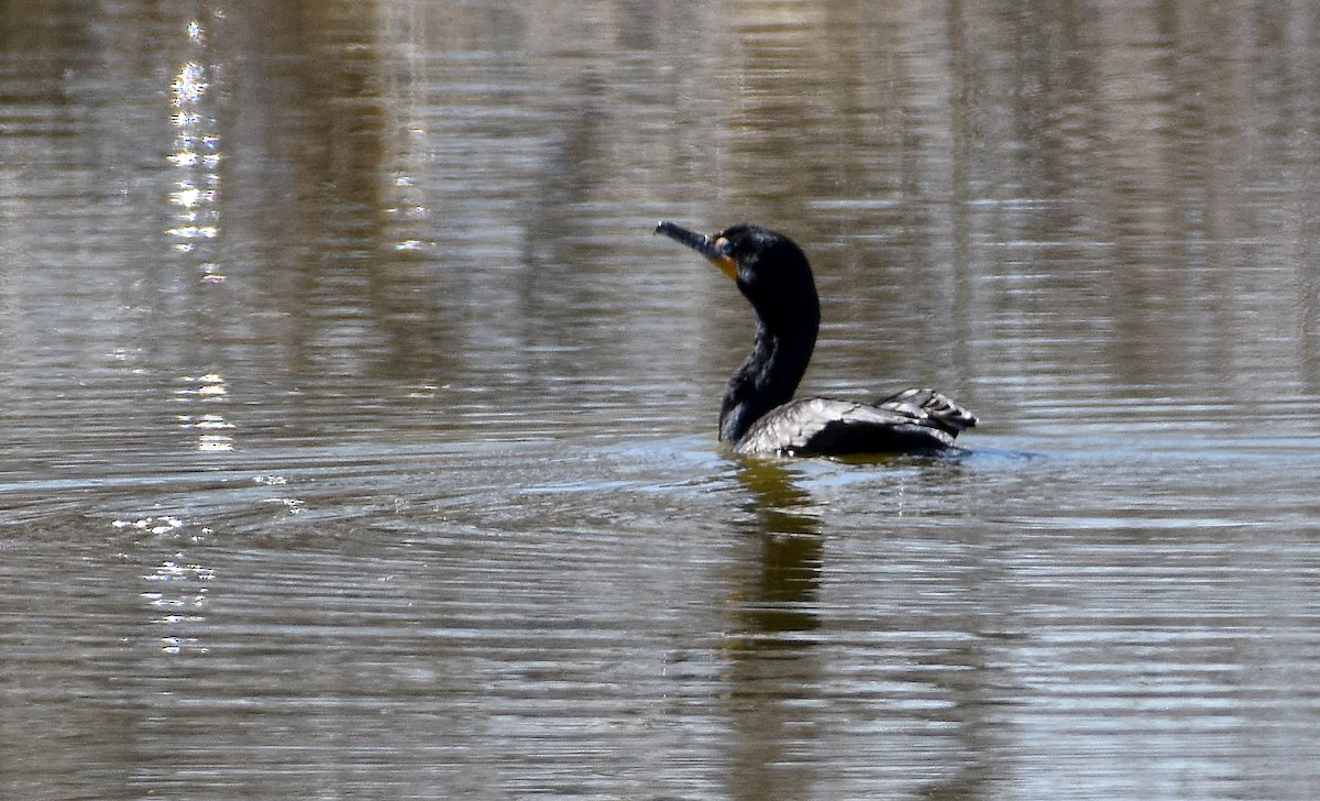 Double-crested Cormorant - ML617275052