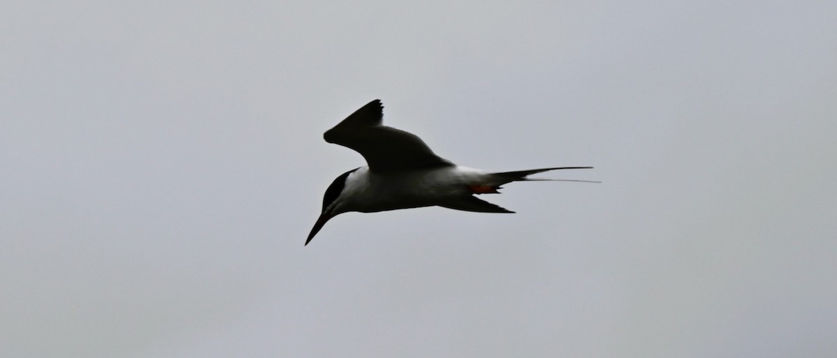 Forster's Tern - ML617275054