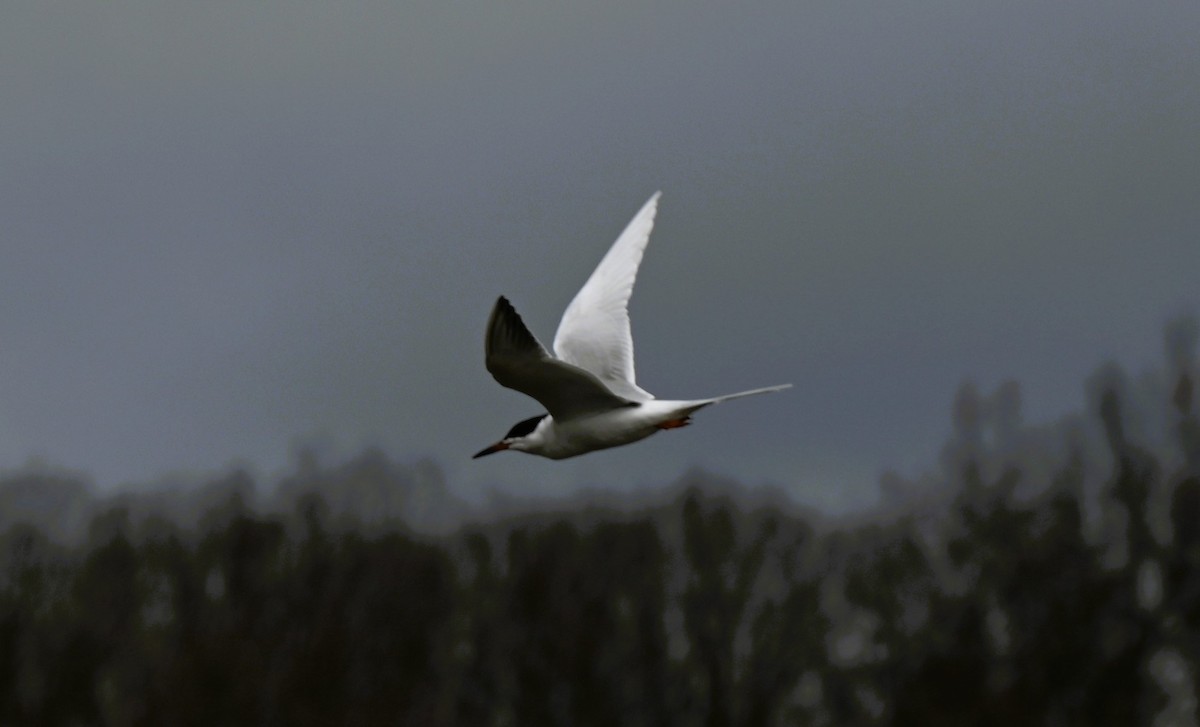 Forster's Tern - ML617275055