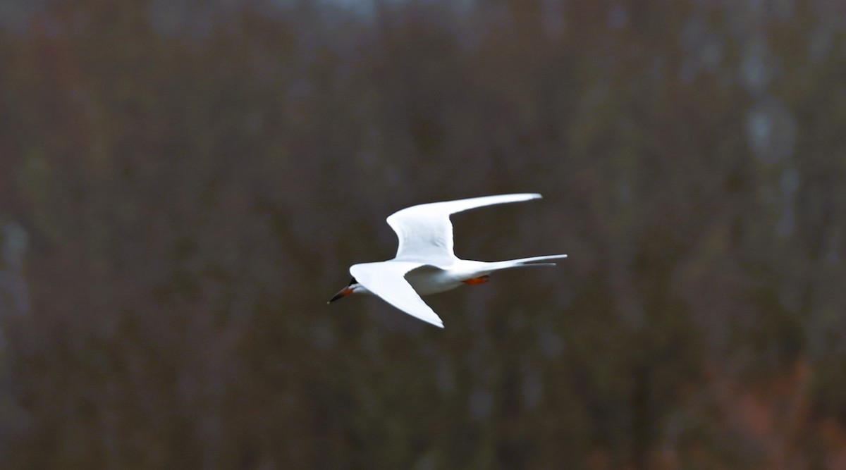Forster's Tern - ML617275056