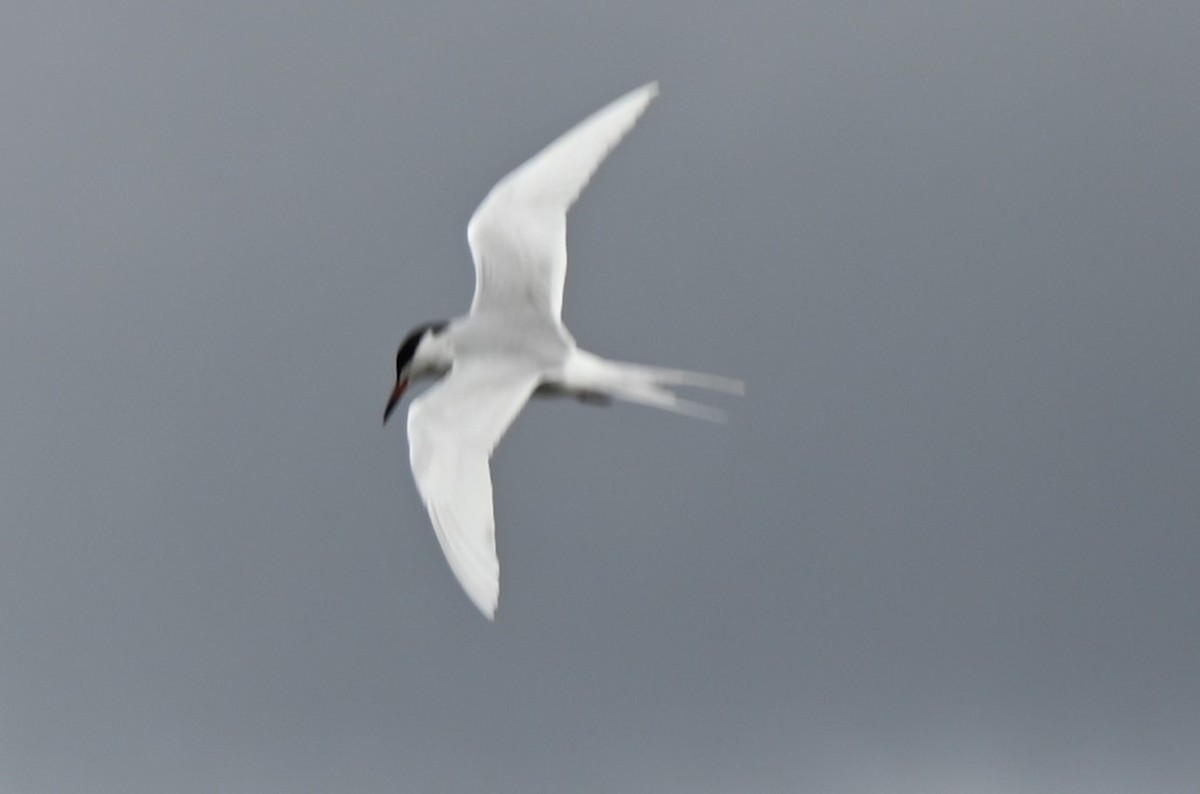 Forster's Tern - ML617275057