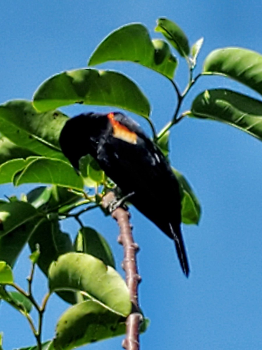 Red-winged Blackbird - ML617275132