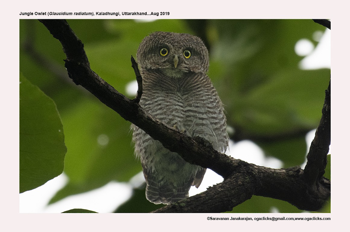 Jungle Owlet - Saravanan Janakarajan