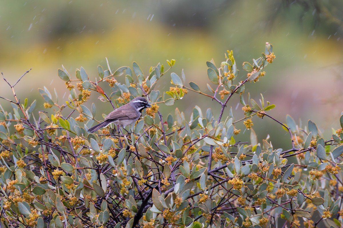 Black-throated Sparrow - Scott Record