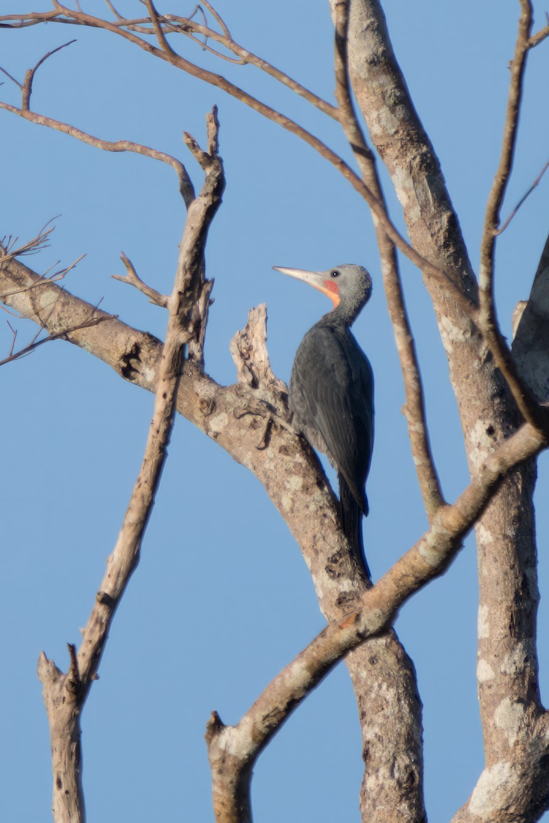 Great Slaty Woodpecker - ML617275332
