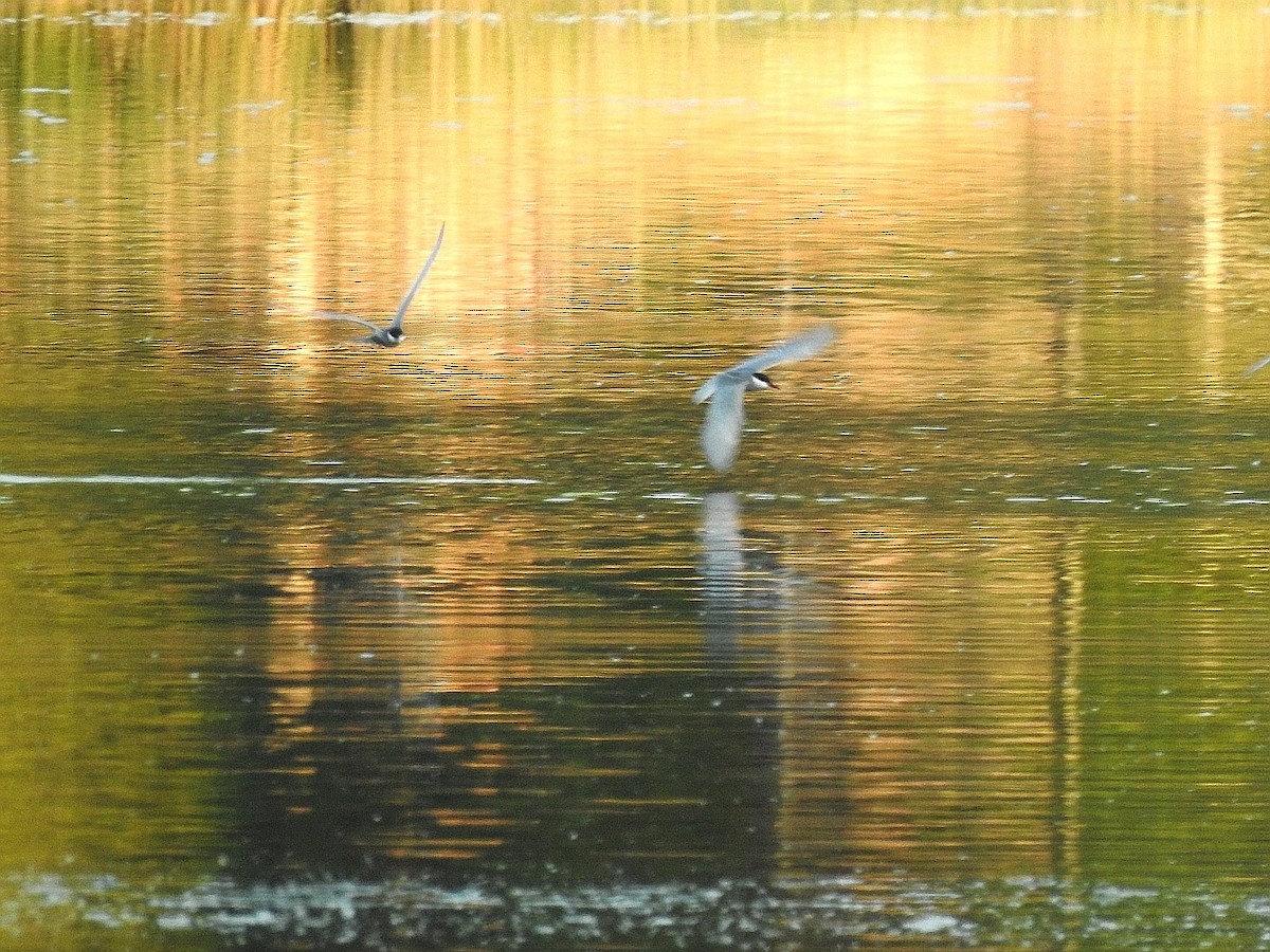 Whiskered Tern - ML617275337