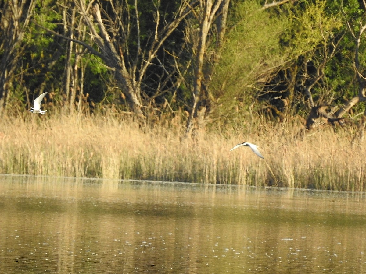 Whiskered Tern - ML617275338