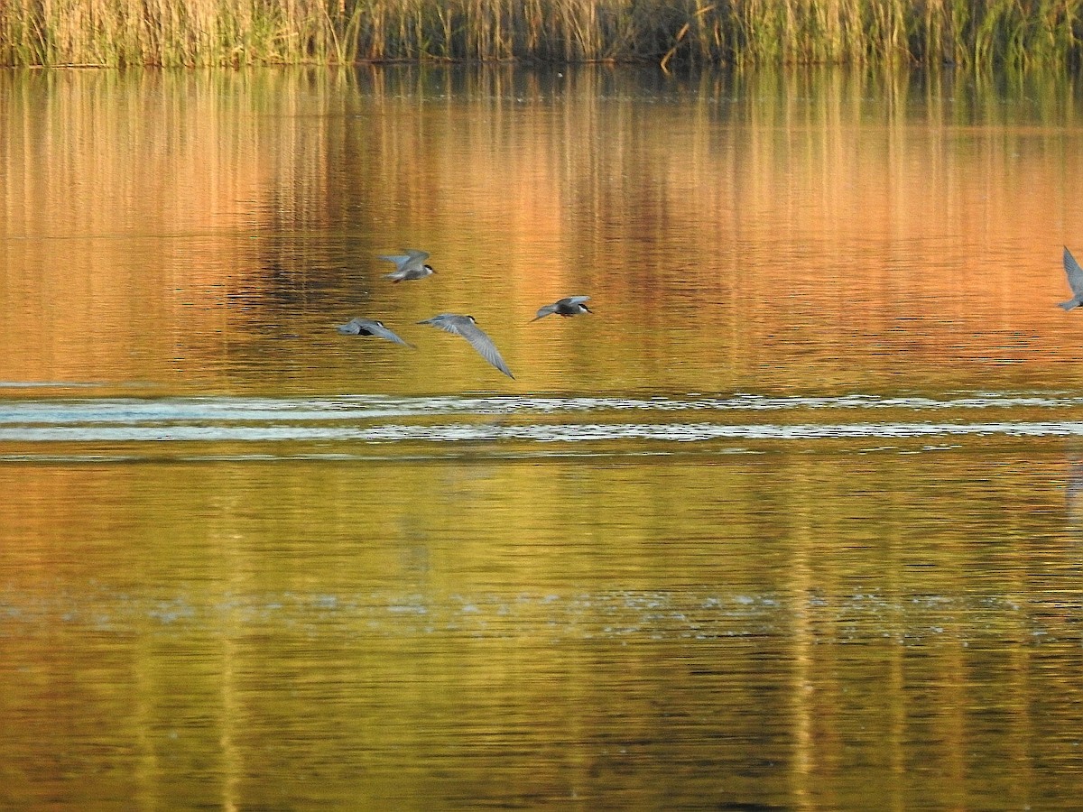 Whiskered Tern - ML617275340