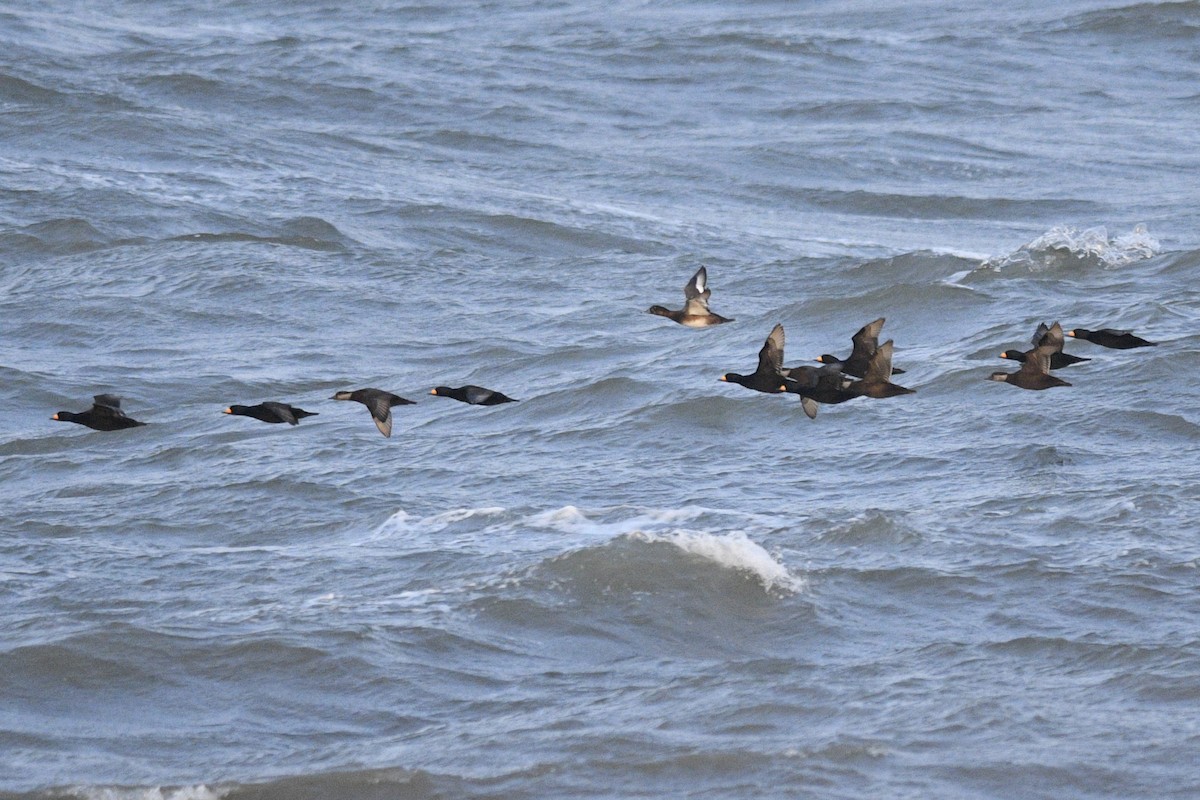 Greater Scaup - Daniel Irons