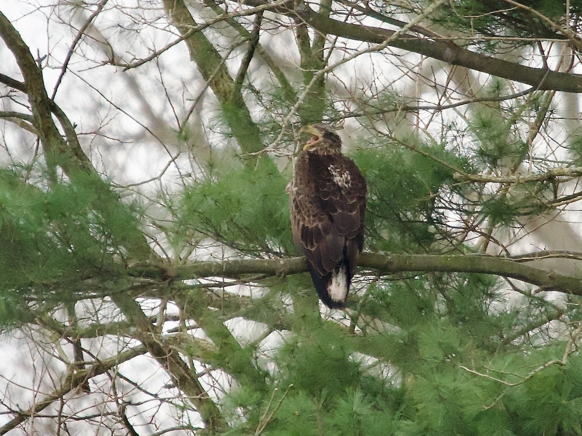 Bald Eagle - ML617275352