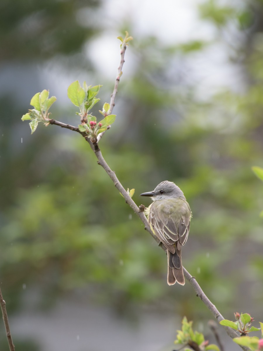 Tropical Kingbird - ML617275362