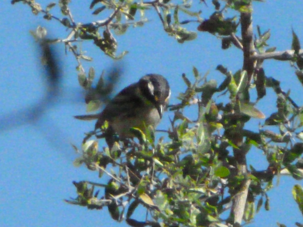 Black-throated Gray Warbler - ML617275366