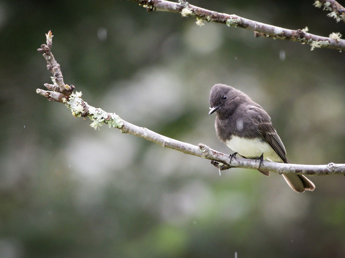 Black Phoebe - ML617275369