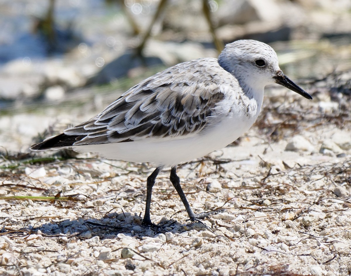 Sanderling - ML617275404