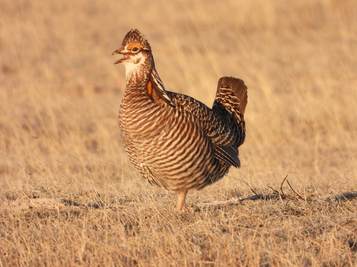 Greater Prairie-Chicken - ML617275420