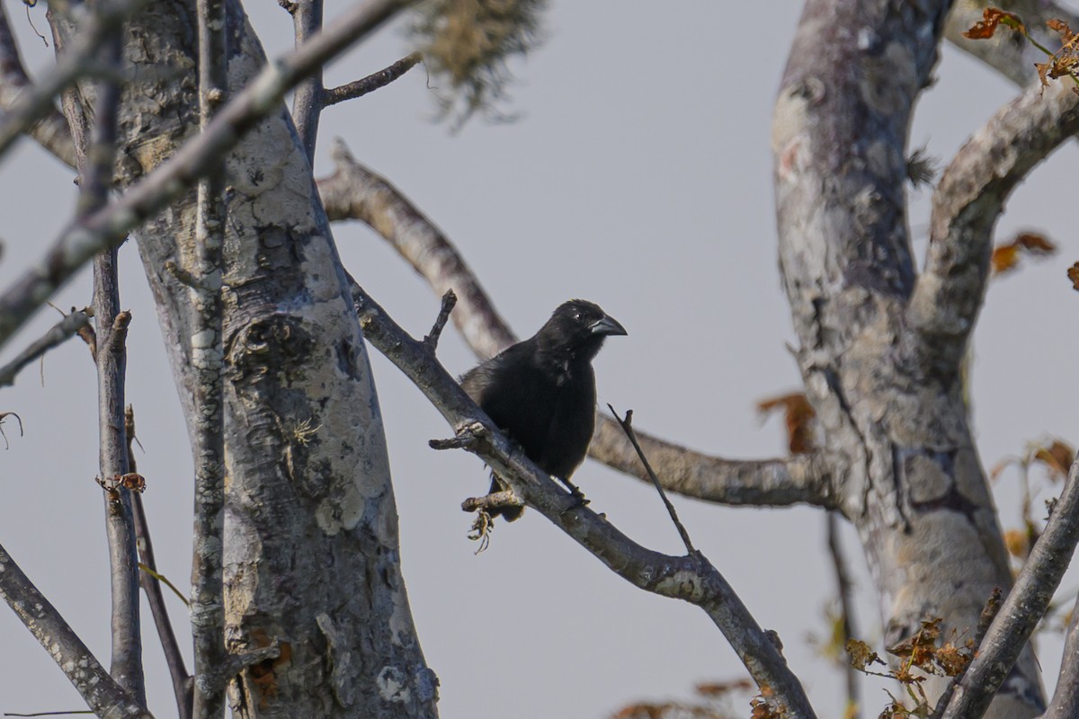 Small Ground-Finch - ML617275452