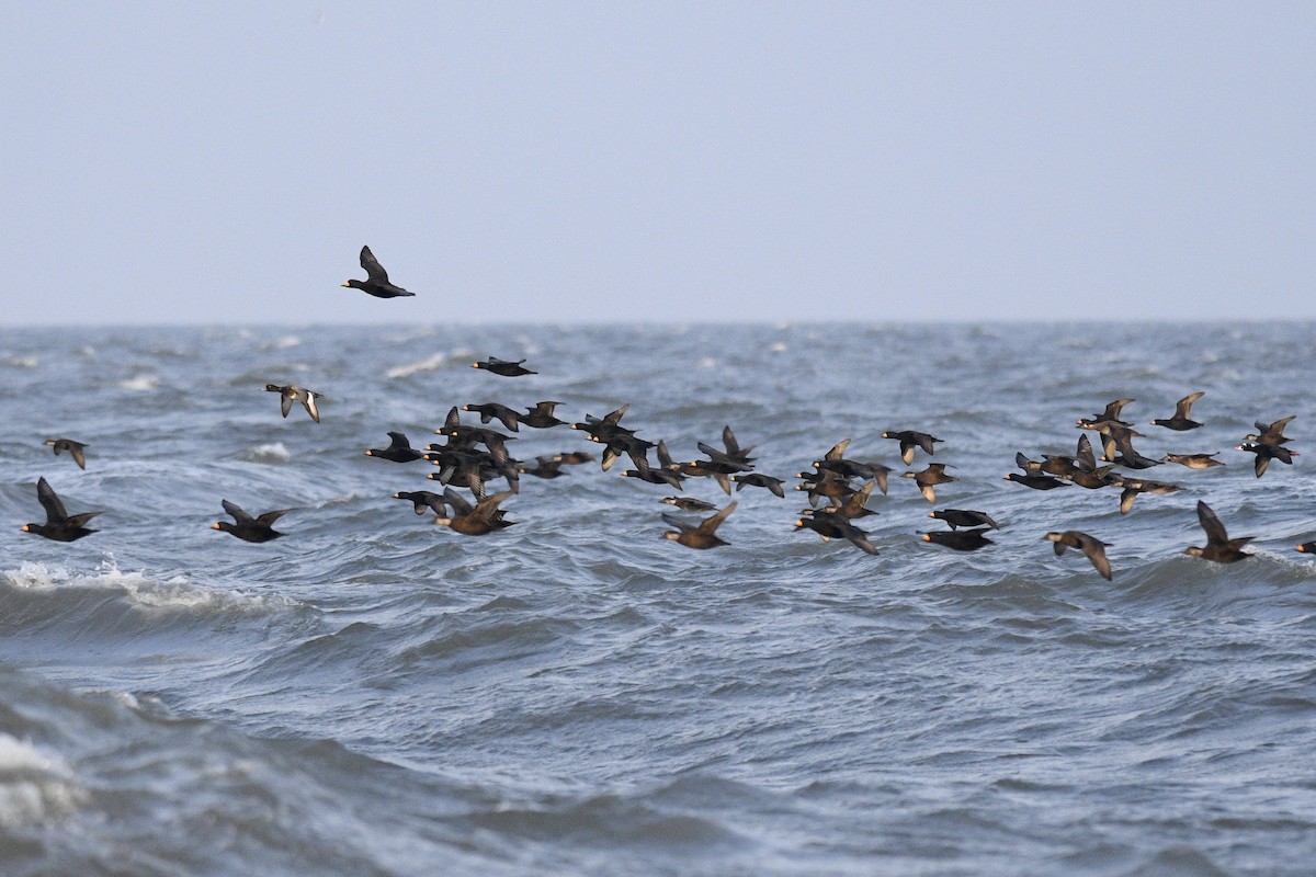 Greater Scaup - Daniel Irons