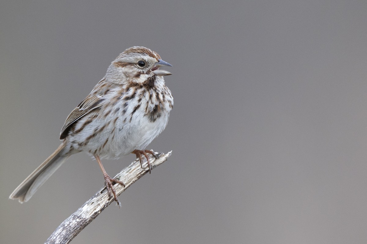 Song Sparrow (melodia/atlantica) - ML617275472