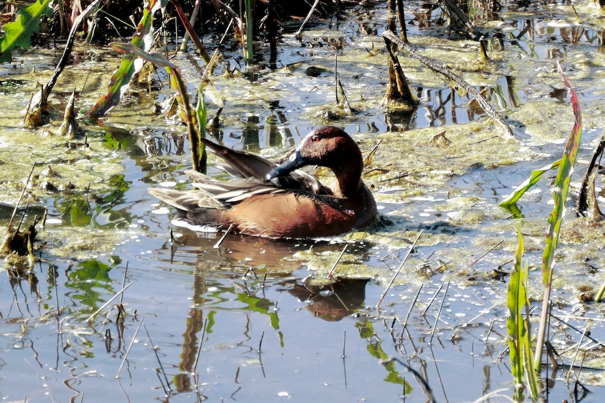 Cinnamon Teal - ML617275495