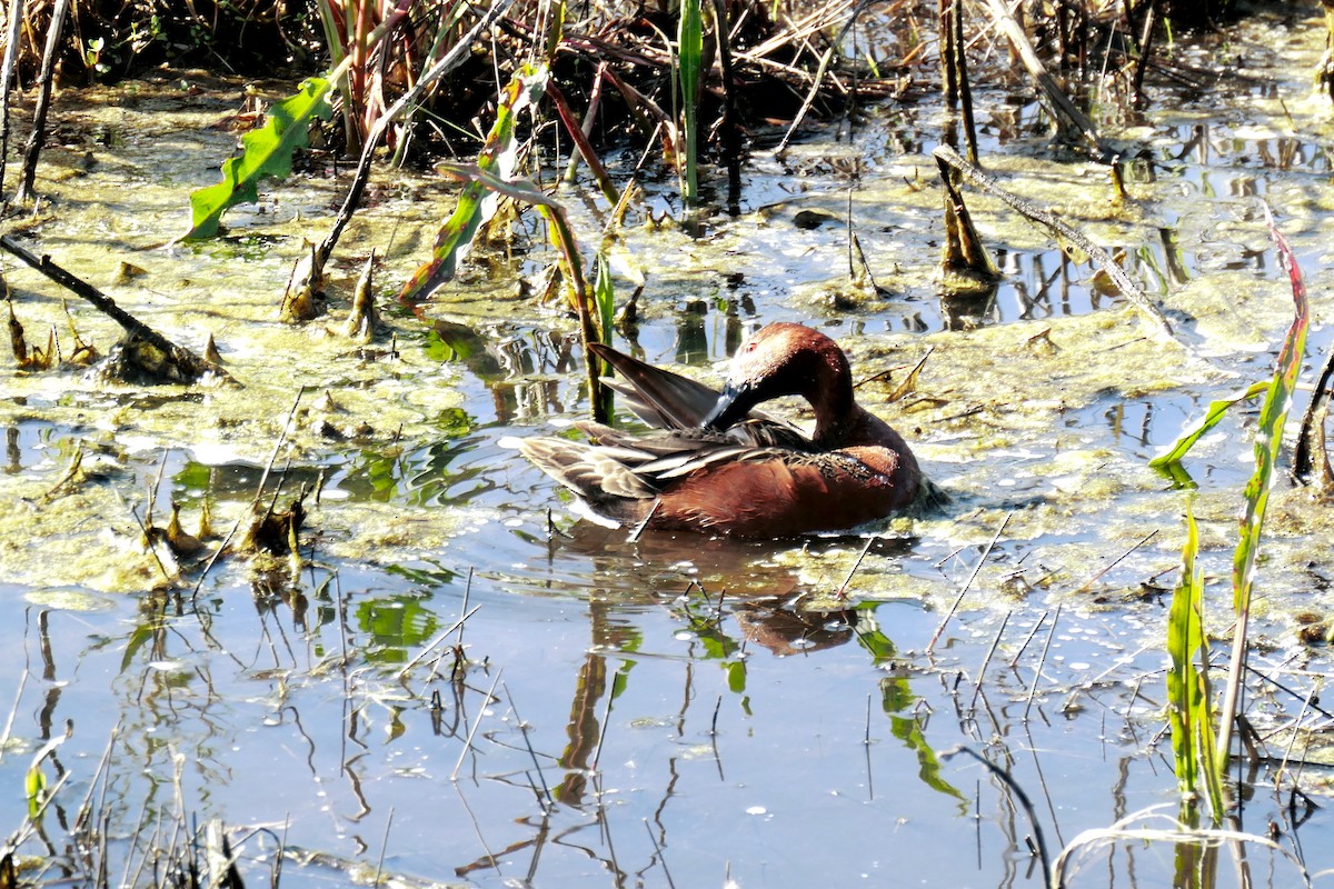 Cinnamon Teal - ML617275497