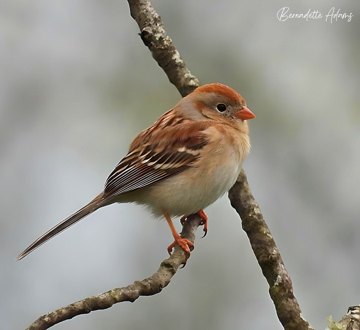 Field Sparrow - Bernadette Adams