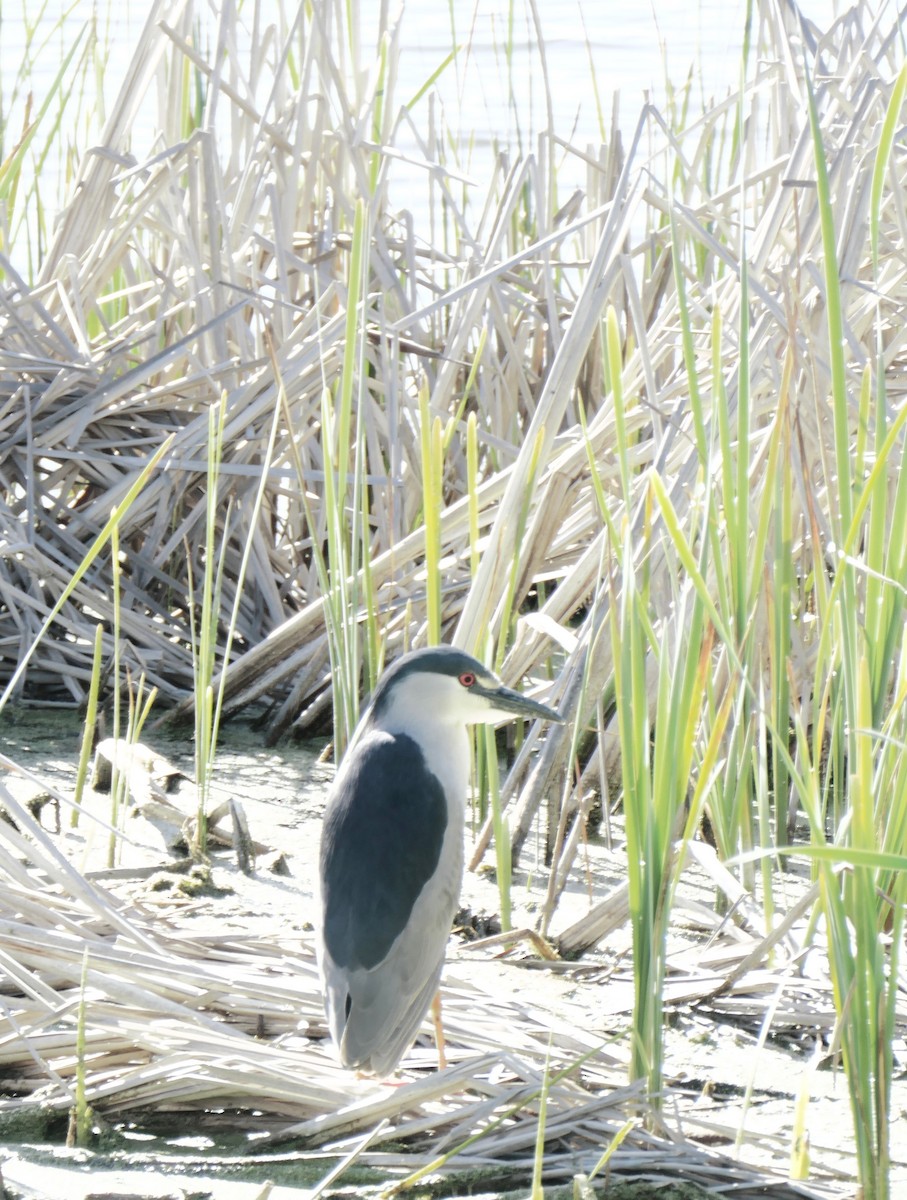 Black-crowned Night Heron - Jerry Hiam