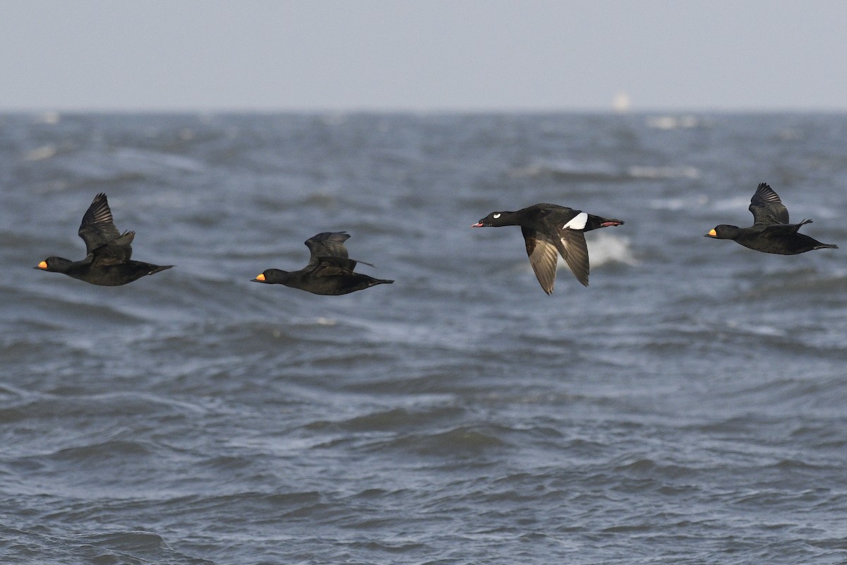 White-winged Scoter - Daniel Irons