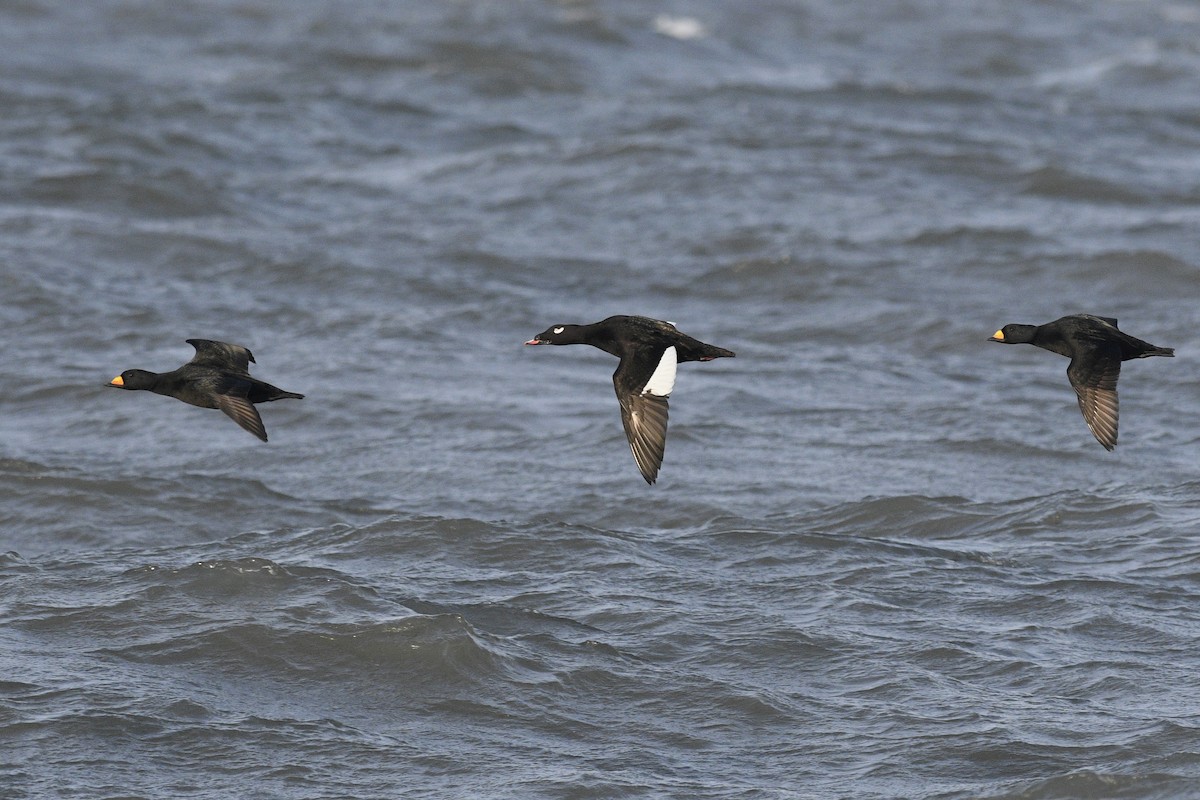 White-winged Scoter - ML617275537