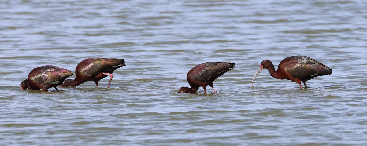 White-faced Ibis - ML617275553