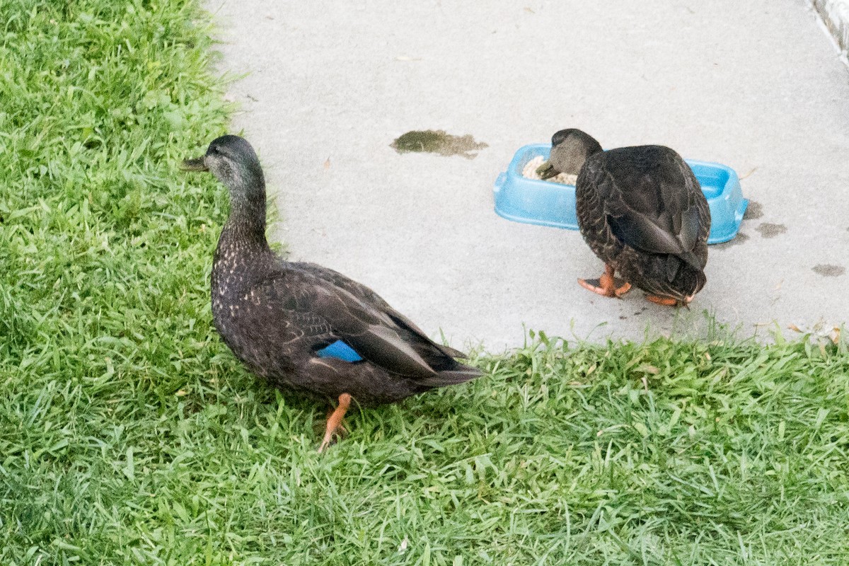 American Black Duck - ML617275589