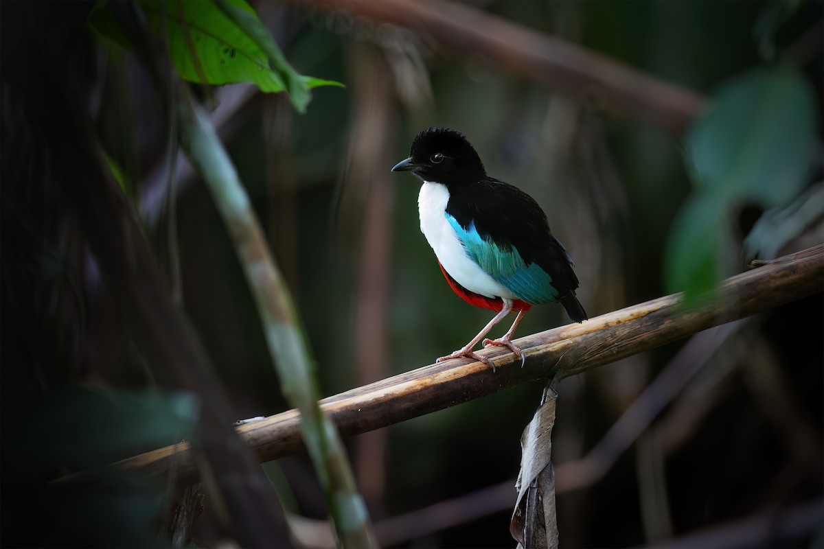 Ivory-breasted Pitta (Ivory-breasted) - ML617275620