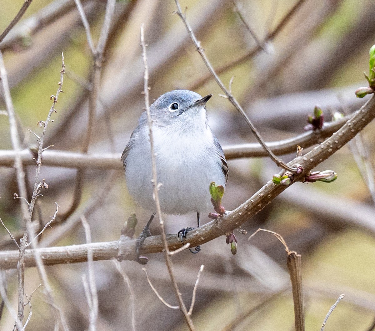 Blue-gray Gnatcatcher - ML617275651