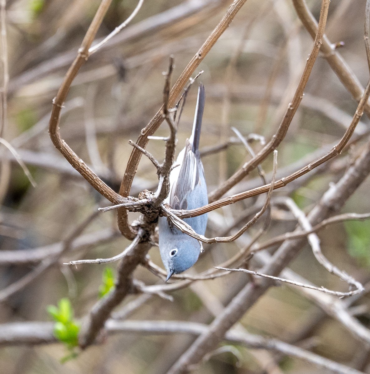 Blue-gray Gnatcatcher - ML617275652