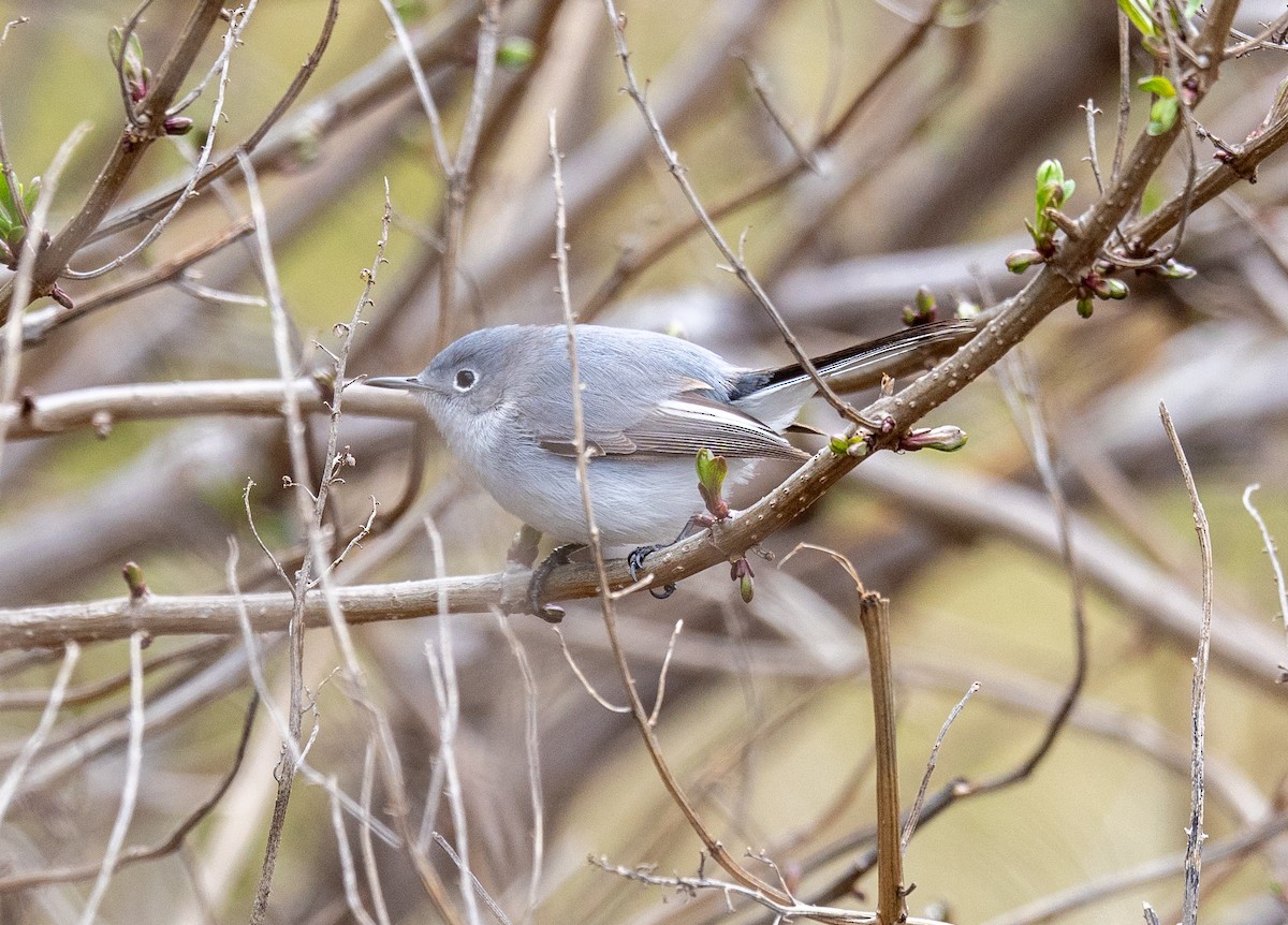 Blue-gray Gnatcatcher - ML617275653
