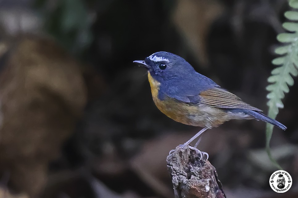 Snowy-browed Flycatcher - ML617275654