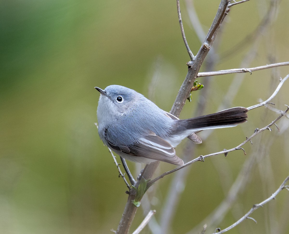 Blue-gray Gnatcatcher - ML617275655