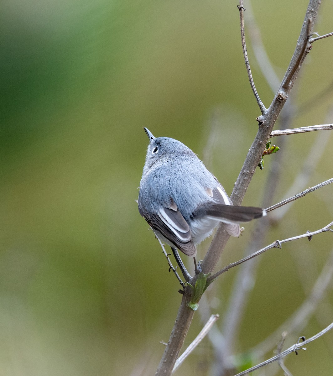 Blue-gray Gnatcatcher - ML617275656