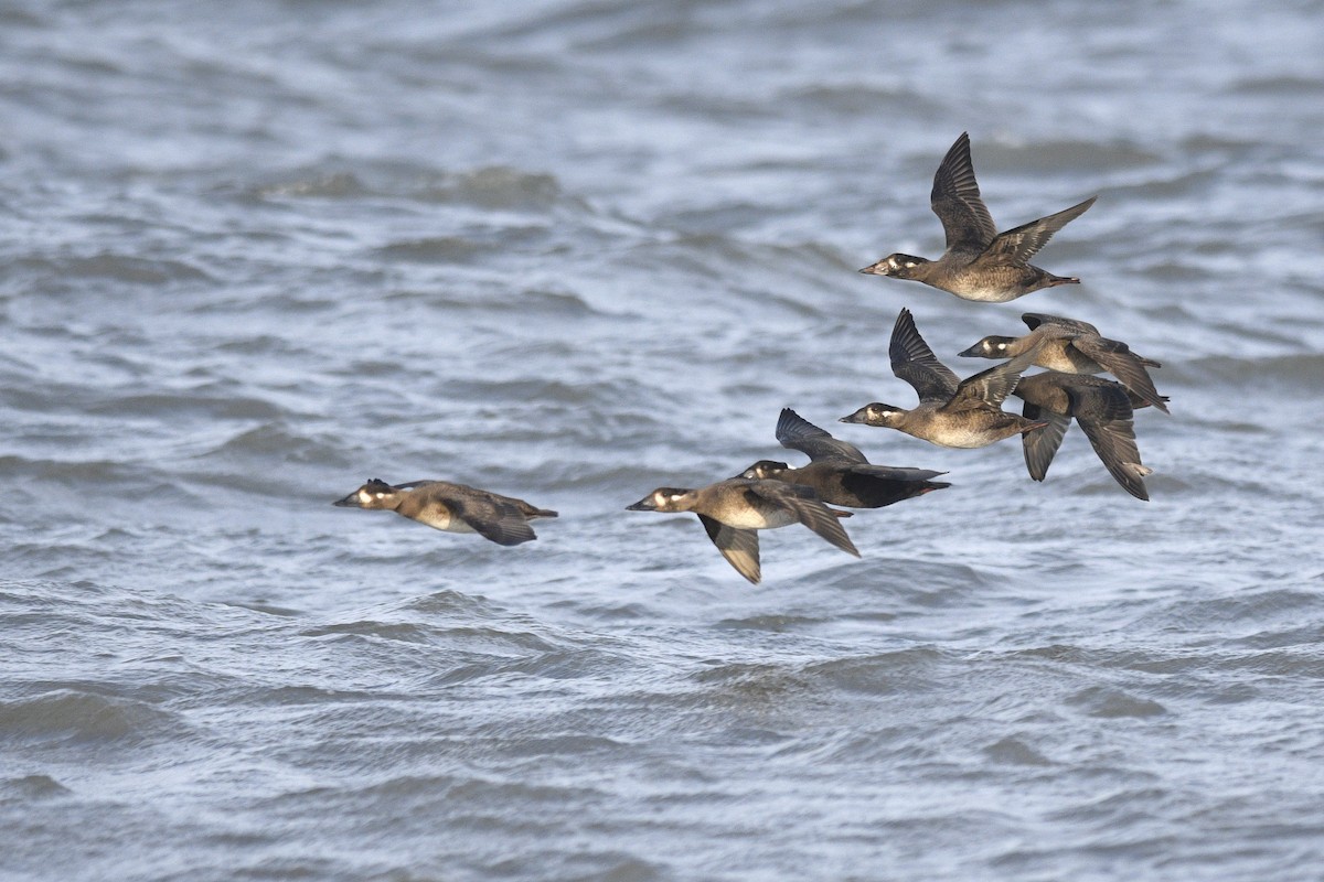 Surf Scoter - Daniel Irons