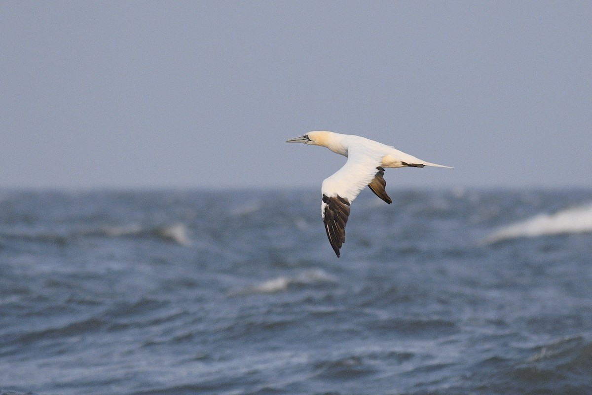 Northern Gannet - ML617275688