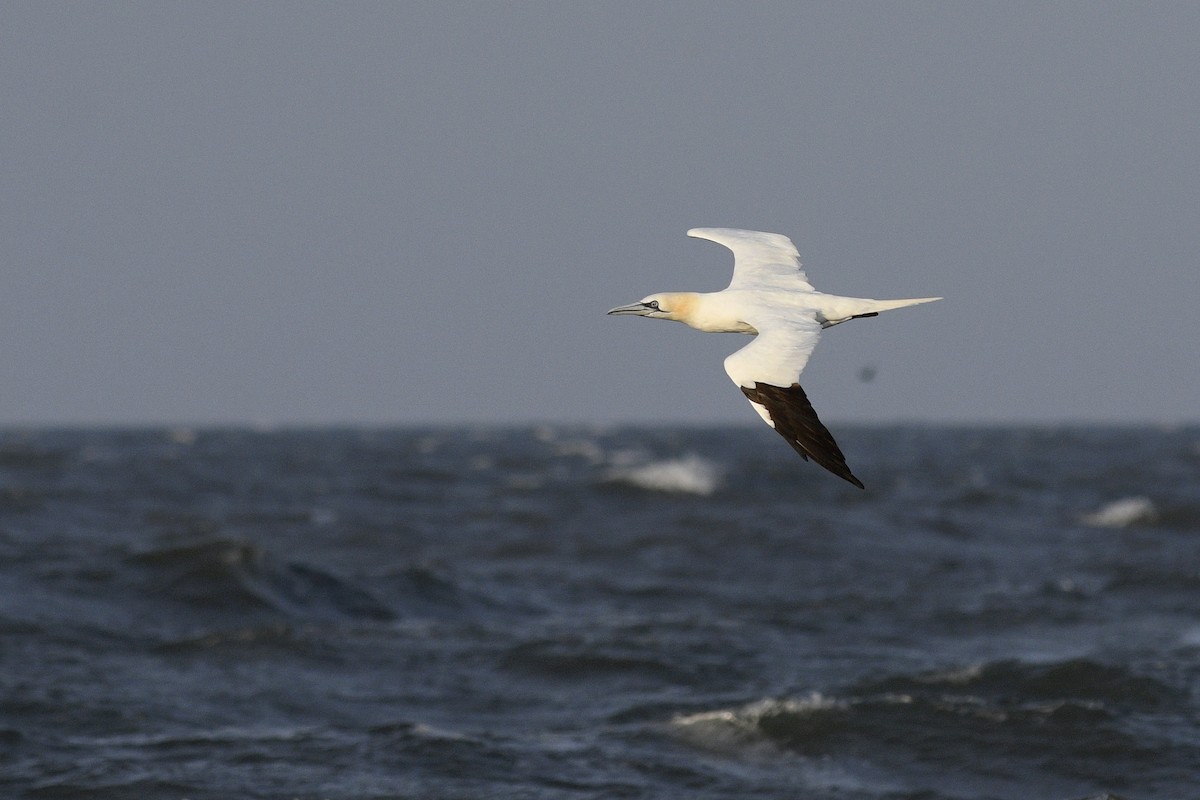 Northern Gannet - ML617275689