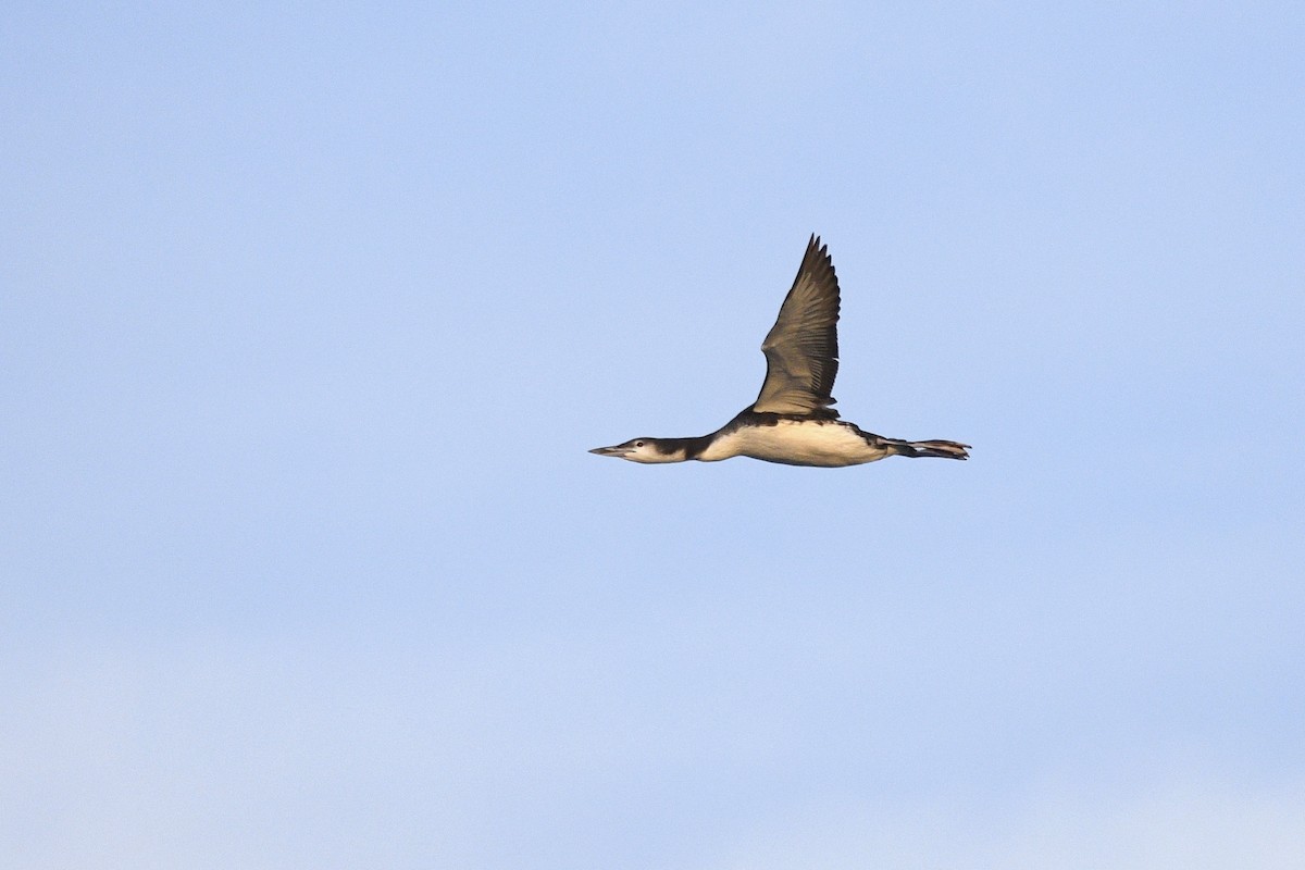 Common Loon - ML617275693