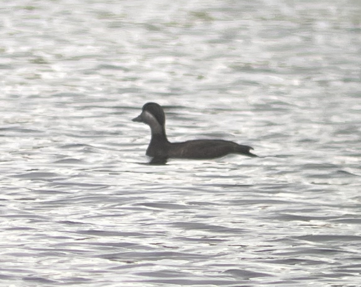 Common Scoter - ML617275739