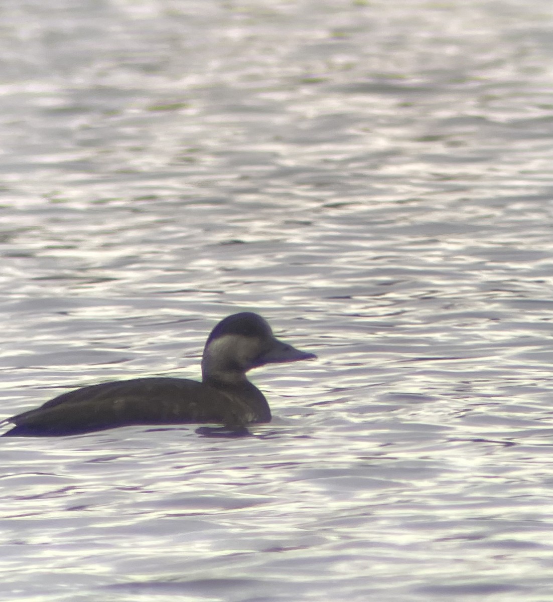 Common Scoter - ML617275740