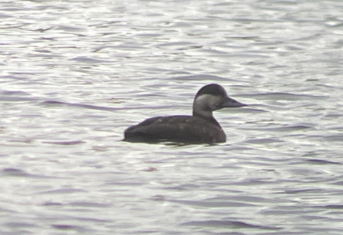 Common Scoter - ML617275741