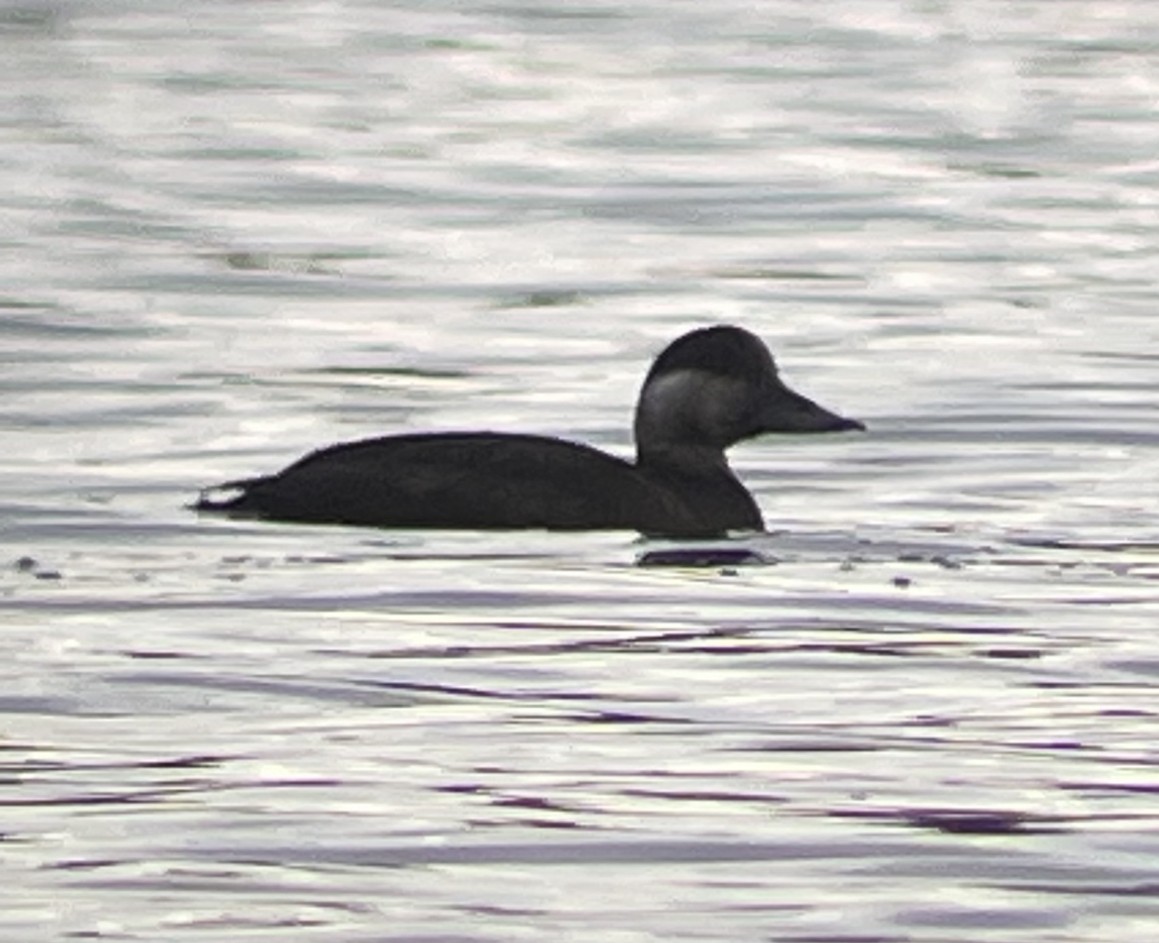 Common Scoter - ML617275742
