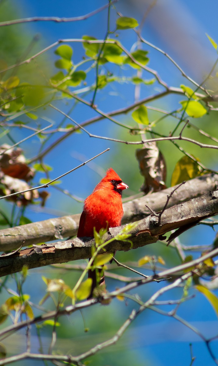 Northern Cardinal - ML617275743