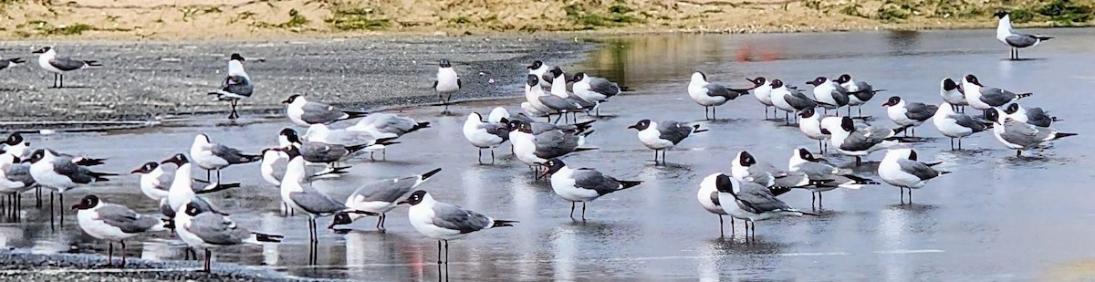 Mouette atricille - ML617275745